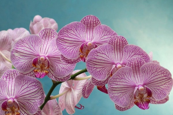 Kaip prižiūrėti orchidėją