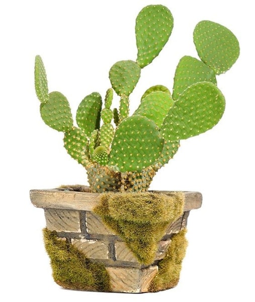 Kaktusas Opuncija (Opuntia)