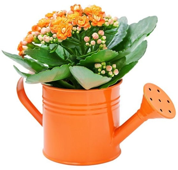 Kalanke (Kalanchoe)