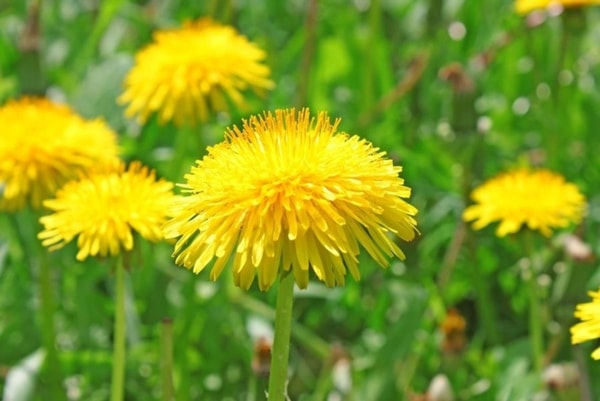 Kiaulpienė