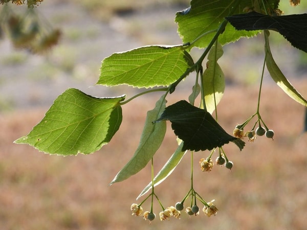 Liepžiedžiai