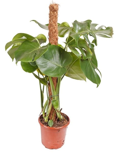 Monstera (Monstera)