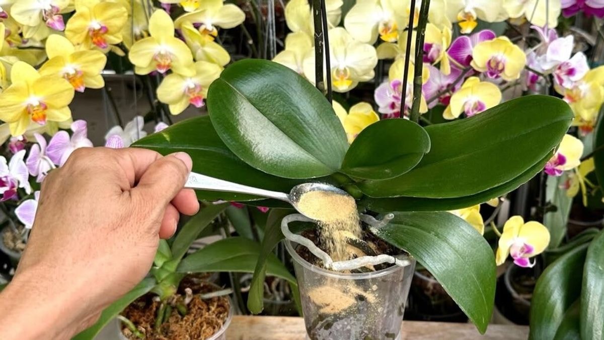 orchidėja žydės