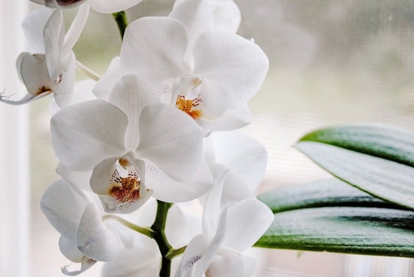 Orchidėja