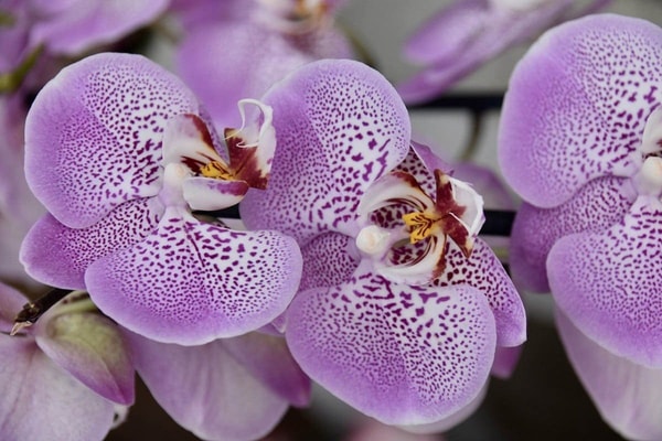 Orchidėjos