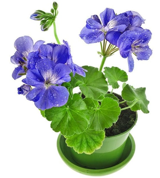 Pelargonija (Pelargonium)
