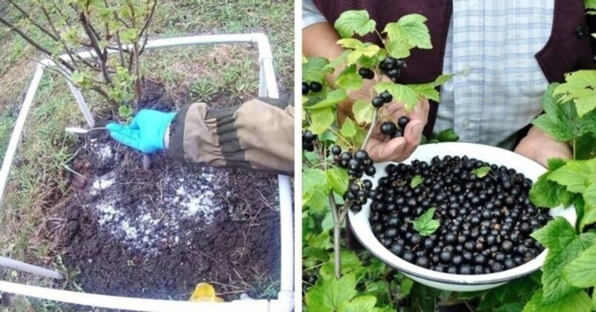 Чем подкормить смородину во время налива ягод. Смородина в огороде. Грядки для смородины. Удобрение для смородины.