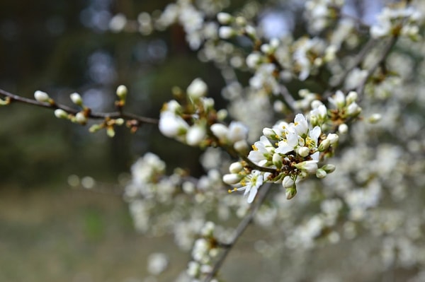 slyvos žiedų