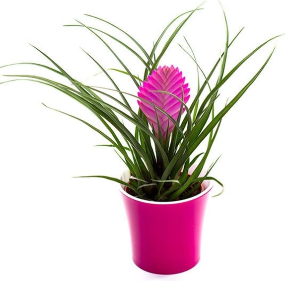 Tilandsija (Tillandsia)