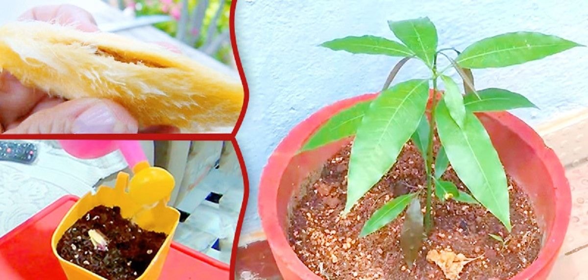 užsiauginti mango medį