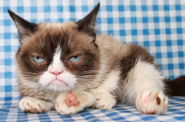 grumpy cat