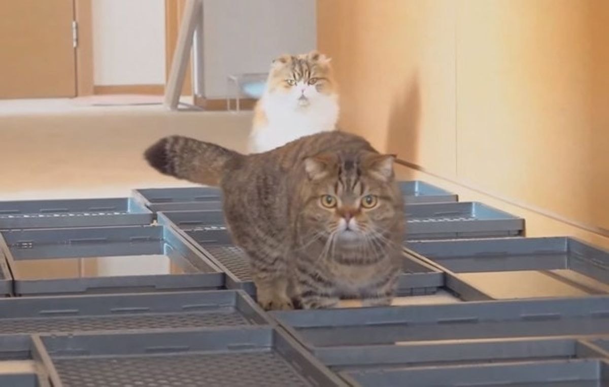 Ar katės galės praeiti koridoriumi, kurio grindys padengtos vandens talpyklomis? (Vaizdo įrašas)