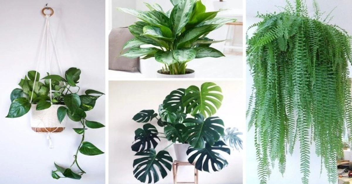 Keturi patalpų augalai, kurie turėtų būti kiekvienuose namuose!