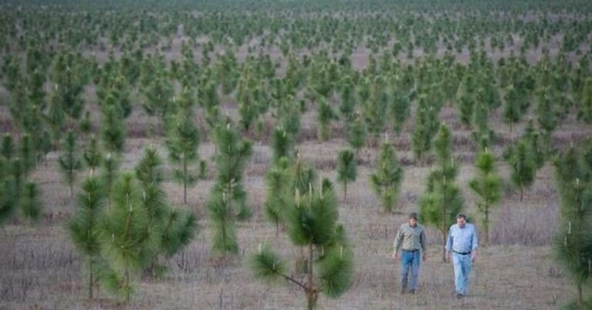 Vyras pasodino 8 milijonus medžių, kad atkurtų mišką, kuris buvo iškirstas
