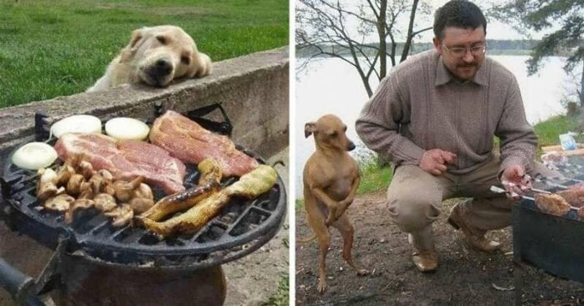Nuotraukos su šunimis, kai tiesiog neįmanoma atsisakyti, jei jie žiūri į maistą