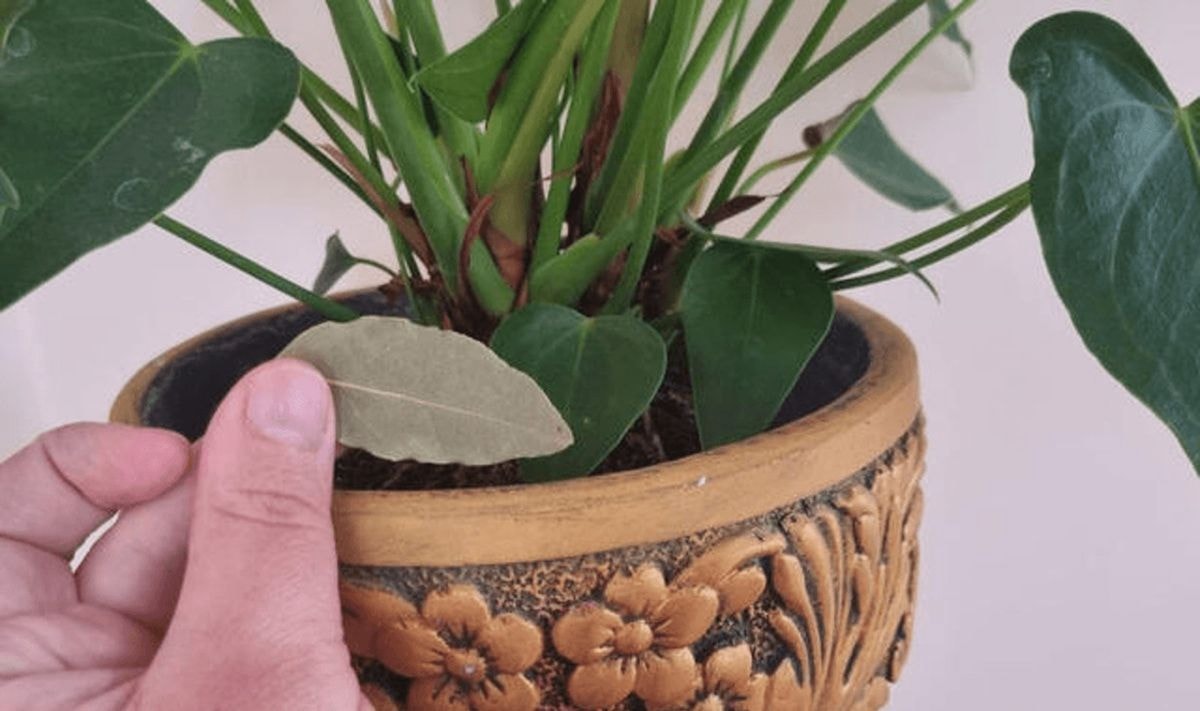 Štai kodėl patyrusios šeimininkės į kiekvieną kambarinių augalų vazoną įdeda lauro lapą 