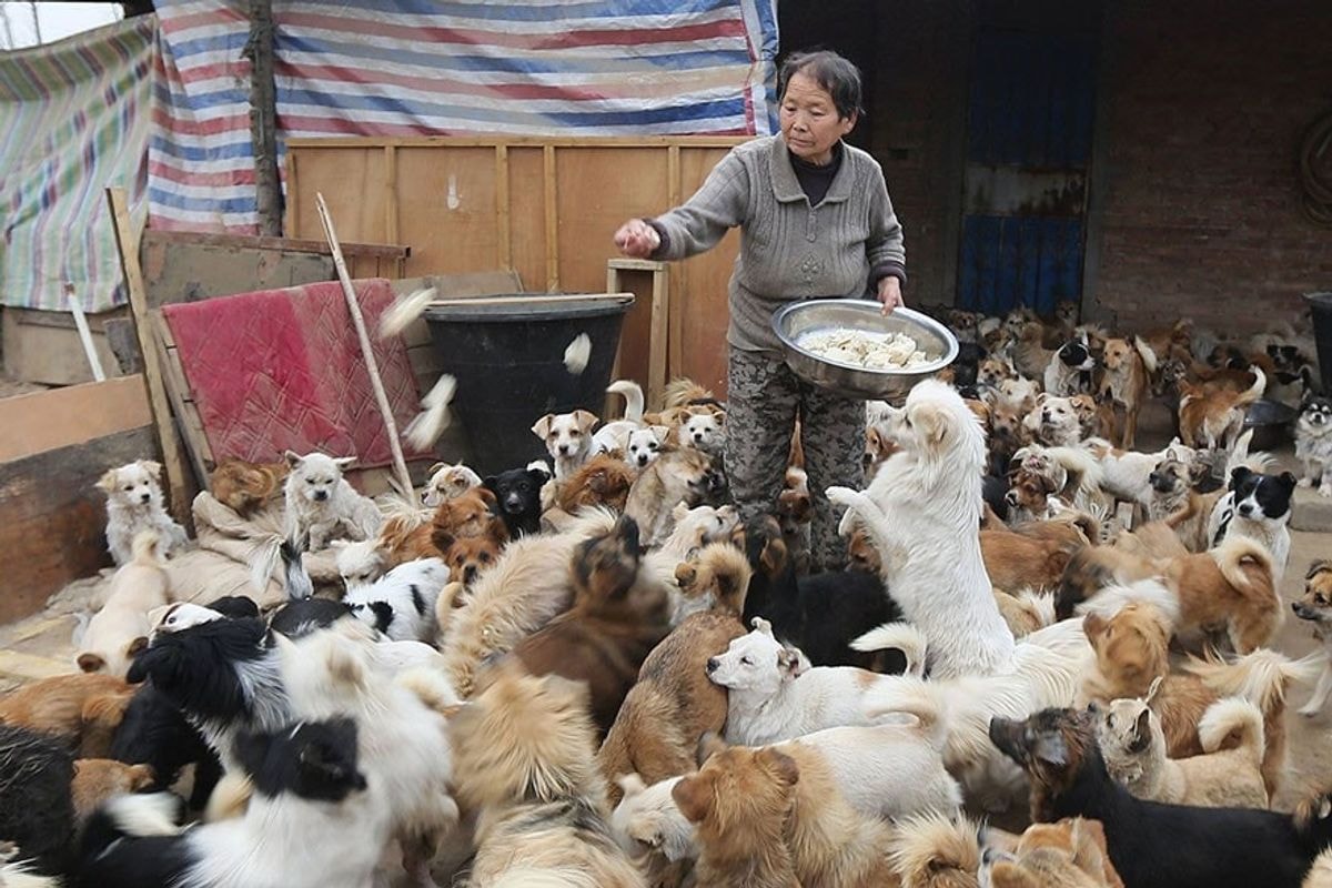 Šios kiniškos močiutės KIEKVIENĄ dieną šeria daugiau nei tūkstantį šunų