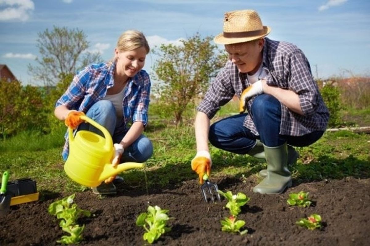 Kaip pasirinkti palankias dienas morkų, paprikų ir pomidorų sodinimui 2022 m. gegužės ir birželio mėnesiais