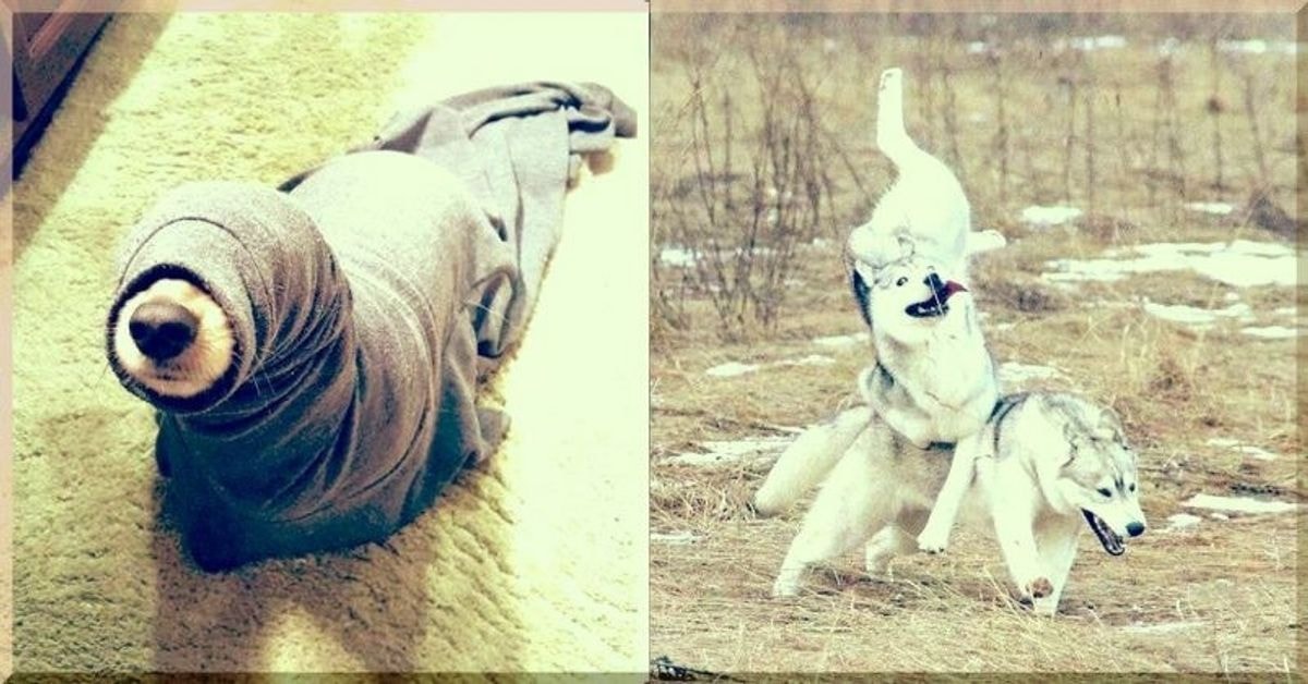 Absurdiškų šunų gyvenimo momentų fotografijos