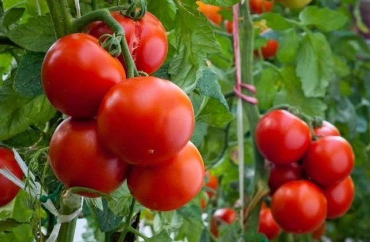 Keletas paprastų ir patogių būdų, kaip susieti pomidorus atvirame lauke
