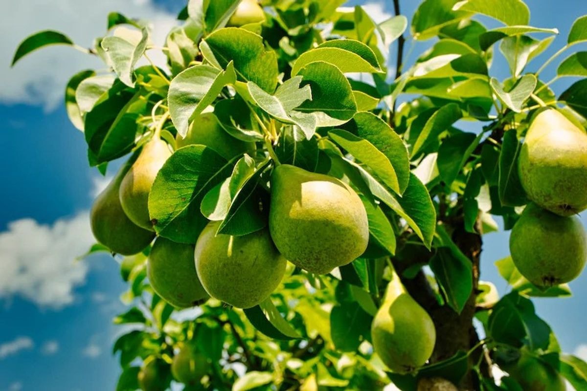 Pears Tree