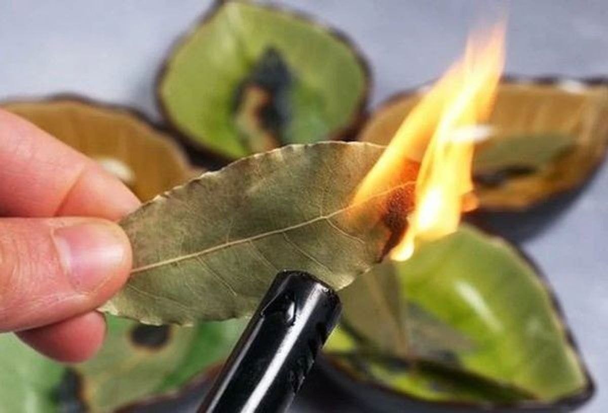 Kam deginti lauro lapą, kuo jo dūmai naudingi žmogui