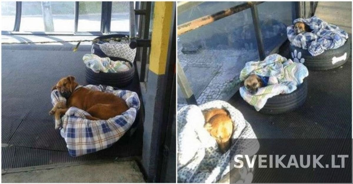 Autobusų stotis suteikia nakvynę benamiams šunims, kad šie turėtų šiltą ir saugią vietą prieglaudai