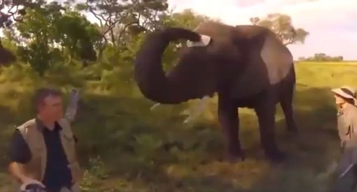 Vaizdo įrašas su drambliu, kuris pavogė fotografo dangtelį, sulaukė 4,5 milijono peržiūrų