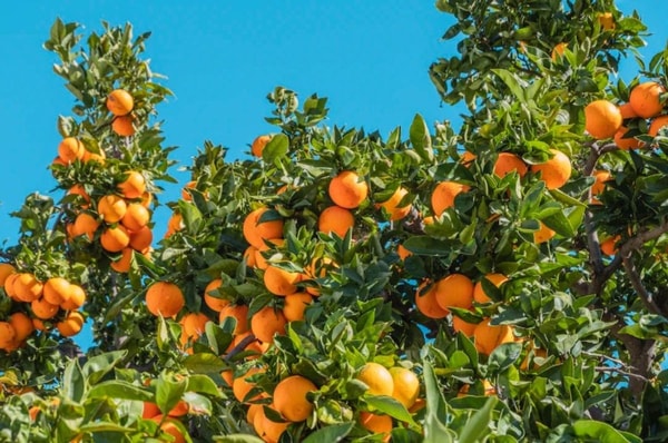 oranges tree