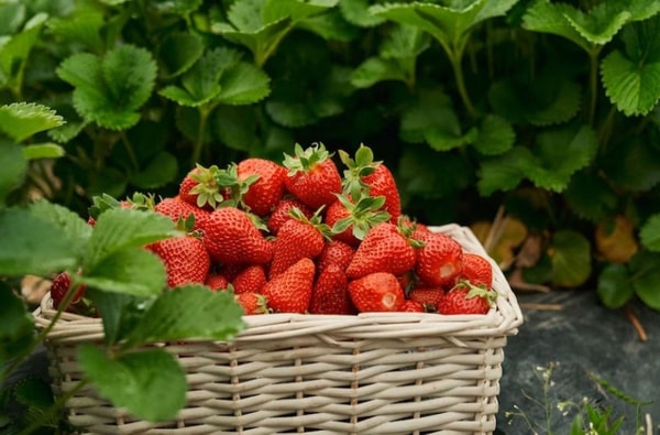 wicker basket with delicious juicy red strawberry