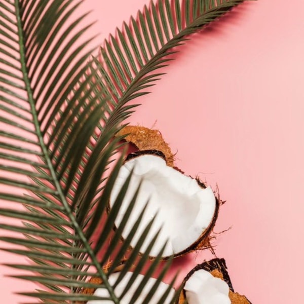 coconut and palms leaf